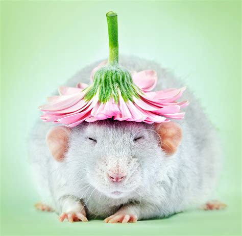 cute rat pictures